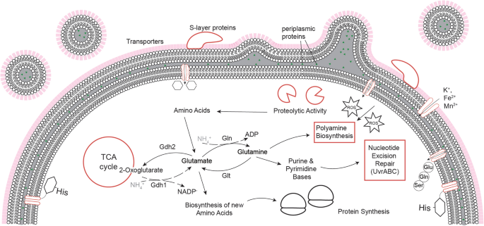 Deinococcus radiodurans