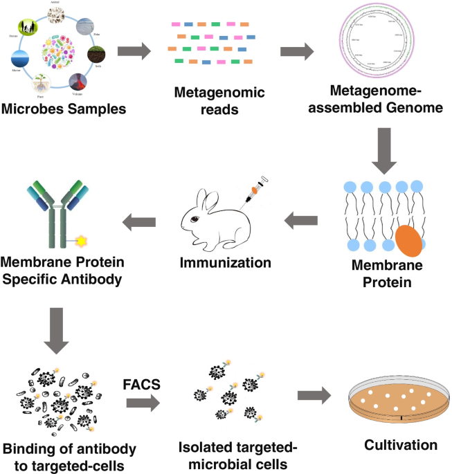 Frontiers  Decoding the microbial universe with metagenomics: a brief  insight