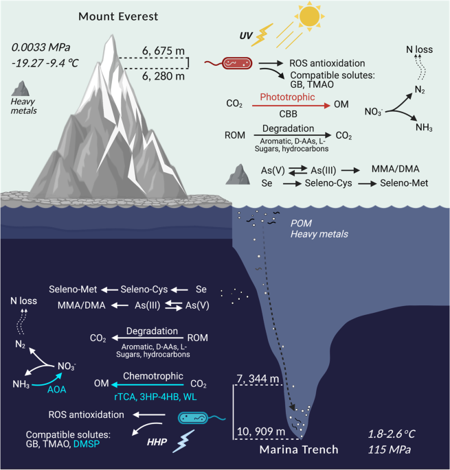 Environmental DNA reveals the diversity of Mount Everest •