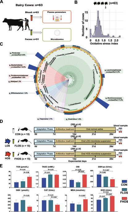 glutathione postpartum The hindgut microbiome contributes to host oxidative stress in postpartum  dairy cows by affecting glutathione synthesis process | Microbiome