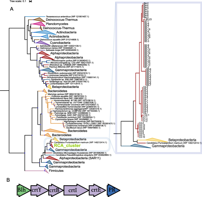 SeqCode: a nomenclatural code for prokaryotes described from sequence data