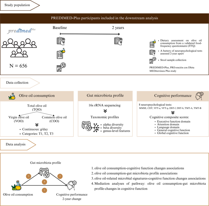Total and different types of olive oil consumption, gut microbiota, and cognitive function changes in older adults - Microbiome