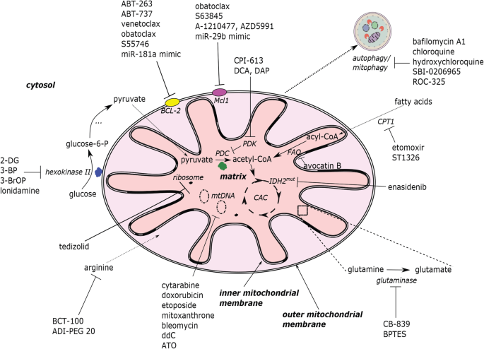 increased glutathione in acute myeloid leukemia Mitochondrial metabolism as a target for treatment | Cancer & Metabolism Redox homeostasis in mycobacteria: كريم يمنح البشرة مظهرا أكثر تجانسا Buy More and Save:3 Box Deal $149.00