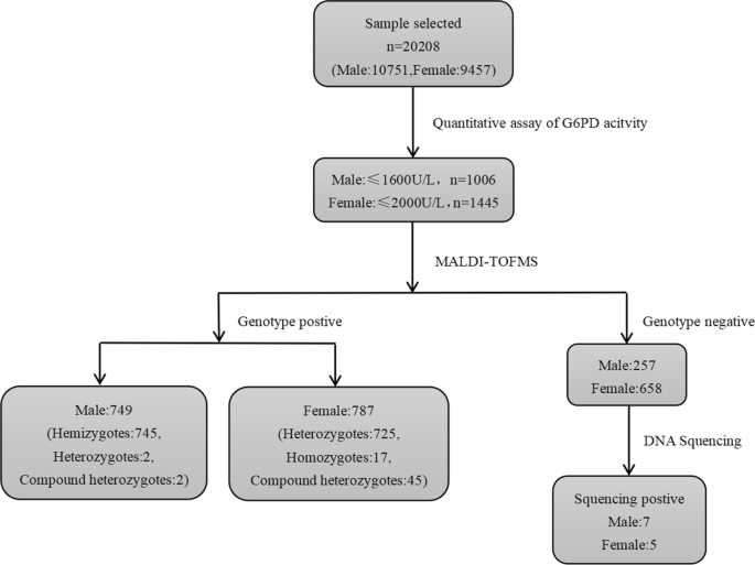 Genotypic and phenotypic characterization of glucose-6-phosphate  dehydrogenase (G6PD) deficiency in Guangzhou, China | Human Genomics