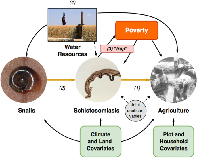 Life cycle of S. mansoni , illustrating the collection points for in