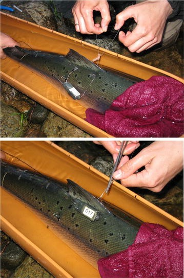 The use of external electronic tags on fish: an evaluation of tag