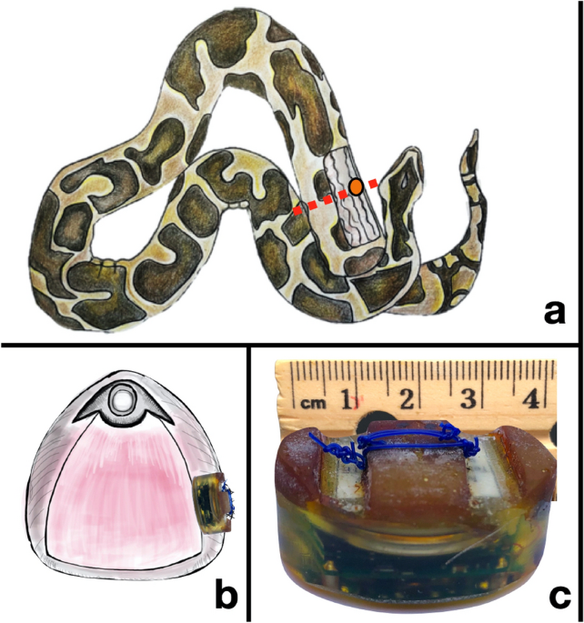 Accelerometry to study fine-scale activity of invasive Burmese pythons ( Python bivittatus) in the wild, Animal Biotelemetry