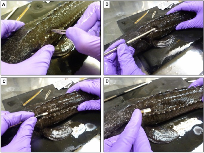 A subdermal tagging technique for juvenile sturgeon using a new