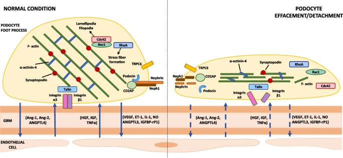 Non-canonical NFκB activation promotes chemokine expression in podocytes