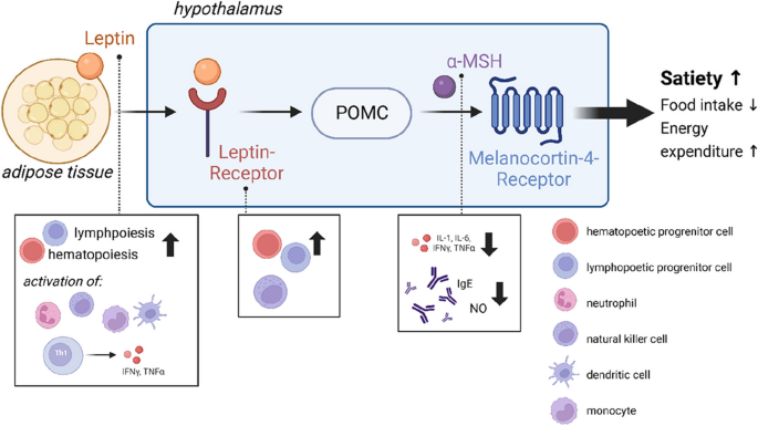 glp 1 slow weight loss What Are GLP-1 Agonists For Weight Loss?