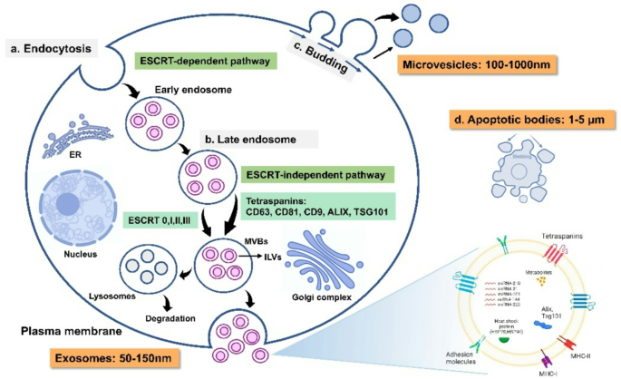 glutathione pathway modulate cystic fibrosis severity Metabolic dysregulation in pulmonary fibrosis: insights into amino acid contributions and therapeutic potential Genetic variation in CFTR and