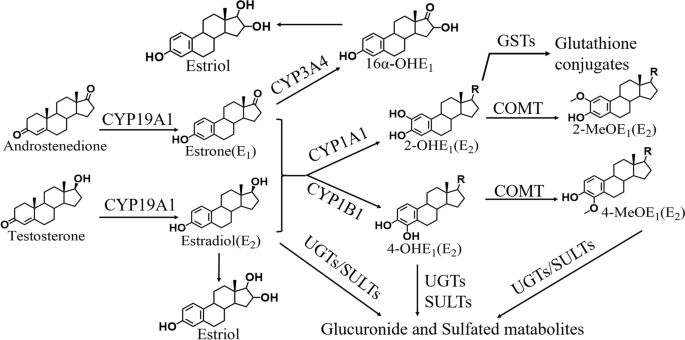 where to get glutathione naturally 11 Whole Foods to Support GLUTATHIONE — Functional Health Research +  Resources — Made Whole Nutrition