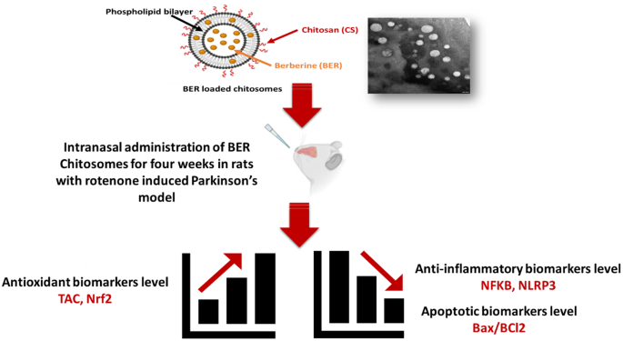 Innovative approach in Parkinson's targeting via berberine-loaded  mucoadhesive surface-modified liposomes: a multi-faceted study | BMC  Pharmacology and Toxicology | Springer Nature Link