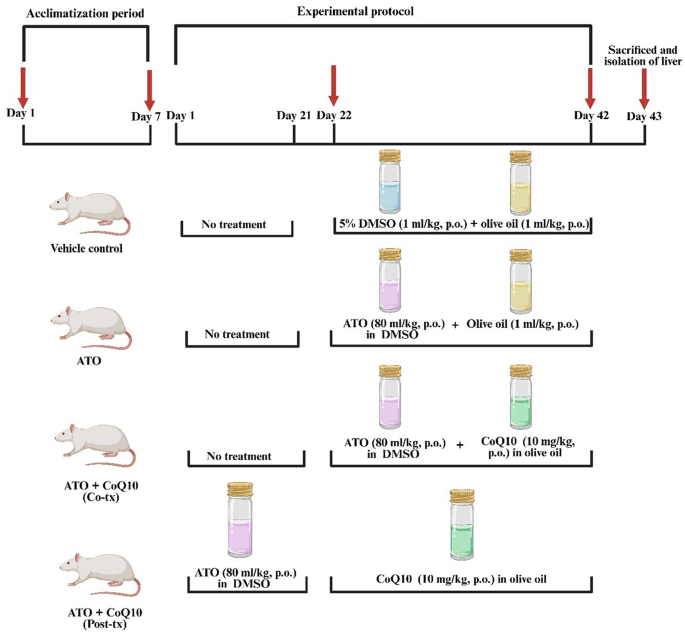 Coenzyme Q10 protects against atorvastatin-induced hepatotoxicity via attenuation of oxidative stress and functional modulation of CYP3A1 | BMC Pharmacology and Toxicology