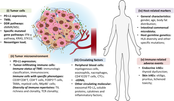 Predictive biomarkers for cancer immunotherapy with immune checkpoint  inhibitors, Biomarker Research