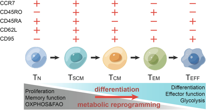 GPC2-CAR T cells tuned for low antigen density mediate potent