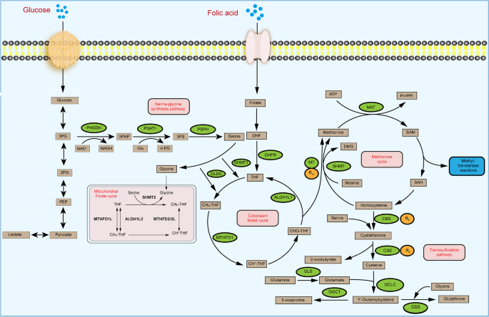 key role of serine in glutathione transferase functions Frontiers The triple role of glutathione