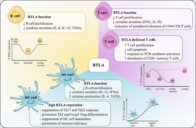 BTLA biology in cancer: from bench discoveries to clinical