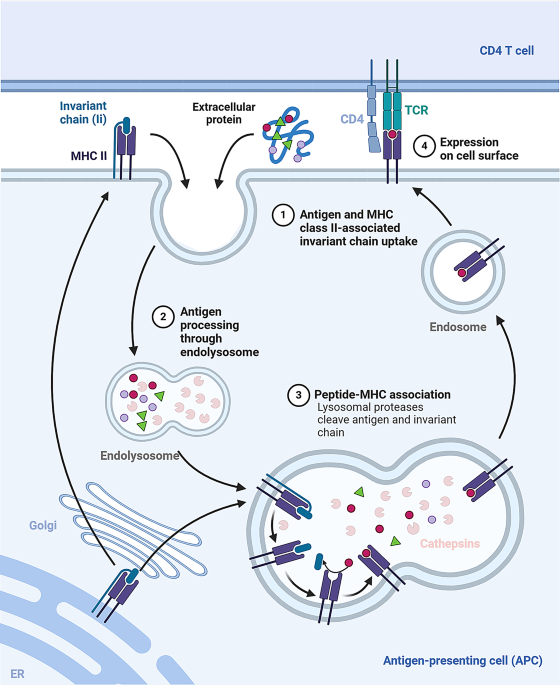 nicotinamide riboside interactions with glutathione The role of NAD+ metabolism and its modulation of mitochondria in aging and  disease
