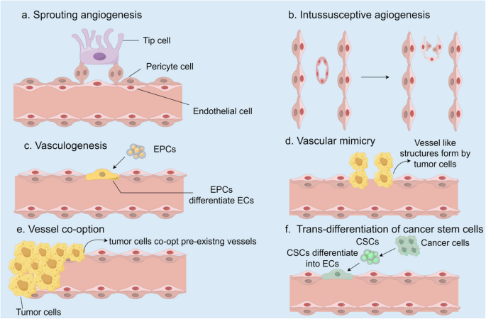 Decoding tumor angiogenesis: pathways, mechanisms, and future directions in anti-cancer strategies | Biomarker Research