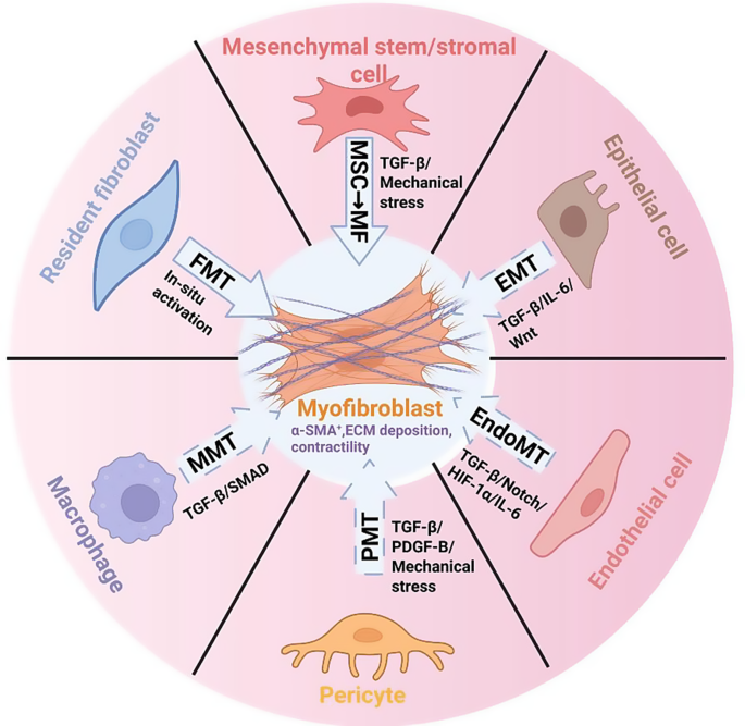 Cellular crosstalk of fibroblast–myofibroblast transition in intestinal homeostasis and disease