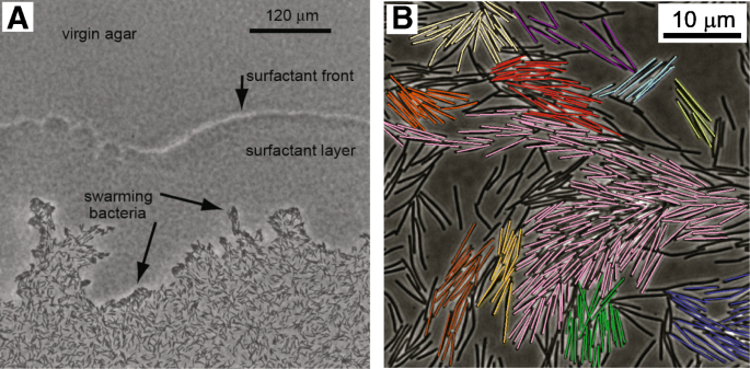 A statistical physics view of swarming bacteria | Movement Ecology | Full  Text