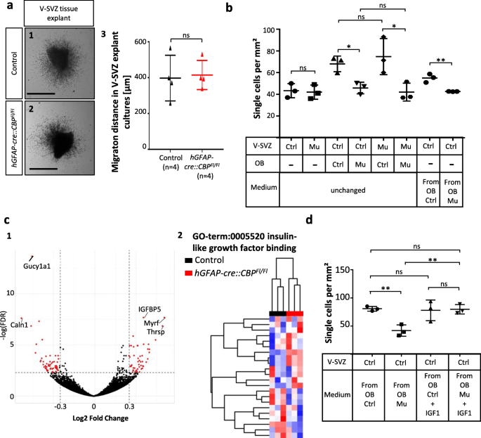 Microdeletions and mutations of CREBBP (CBP) gene can cause