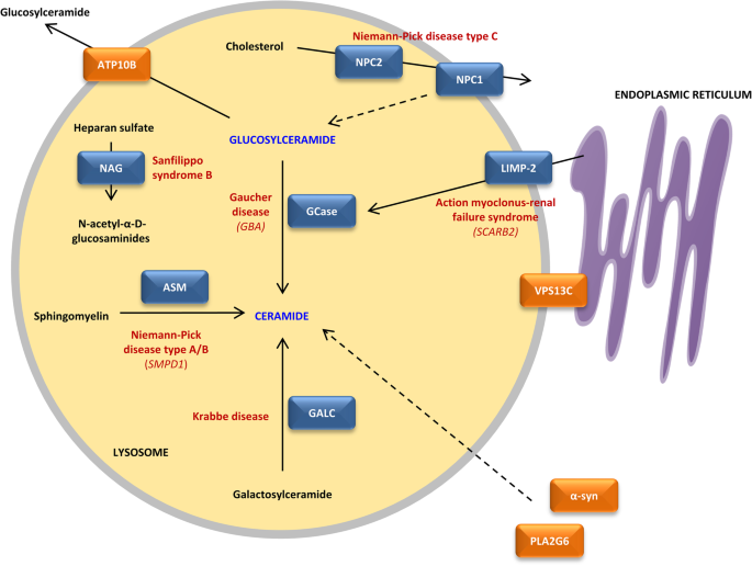 Niemann-Pick type C disease is associated with mtDNA disorganization.