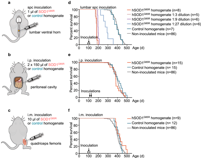 Peripheral administration of SOD1 aggregates does not transmit pathogenic aggregation to the CNS of SOD1 transgenic mice