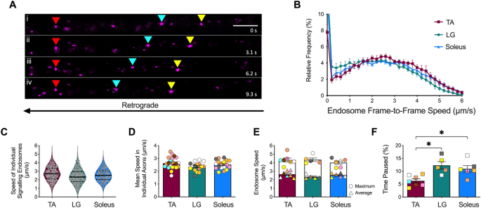 BDNF-dependent modulation of axonal transport is selectively impaired in ALS