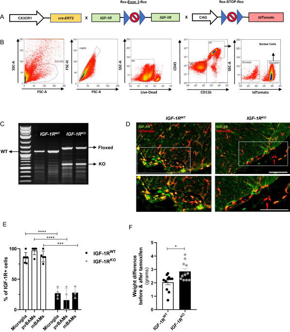 igf 1 lr3 side effects reddit Oral delivery of novel human IGF-1 bioencapsulated in lettuce cells  promotes musculoskeletal cell proliferation, differentiation and diabetic  fracture healing main image 1