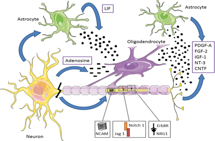 A Unifying Hypothesis for Alzheimer's Disease: From Plaques to