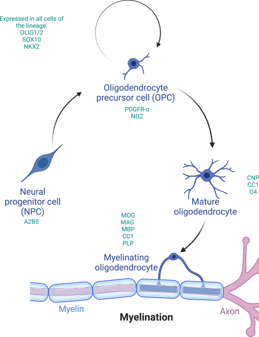 glutathione reductase spectrophotometer Exploration of glutathione reductase for abiotic stress response in bread  wheat (Triticum aestivum L.) | Plant Cell Reports
