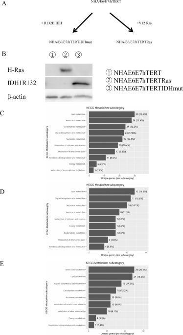 Targeting distinct amino acid metabolic vulnerabilities in IDH-mutant and IDH-wildtype gliomas | Acta Neuropathologica Communications
