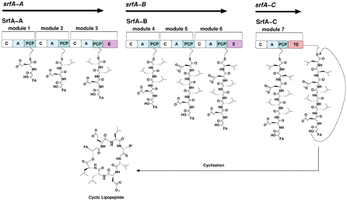 Subdomain dynamics enable chemical chain reactions in non-ribosomal peptide  synthetases