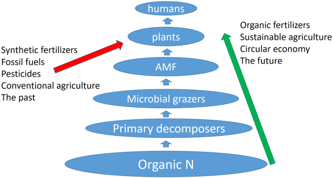 Mycorrhizas across scales: a journey between genomics, global
