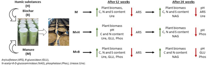 Carbon-enriched organic amendments differently affect the soil chemical, biological properties and plant biomass in a cultivation time-dependent manner