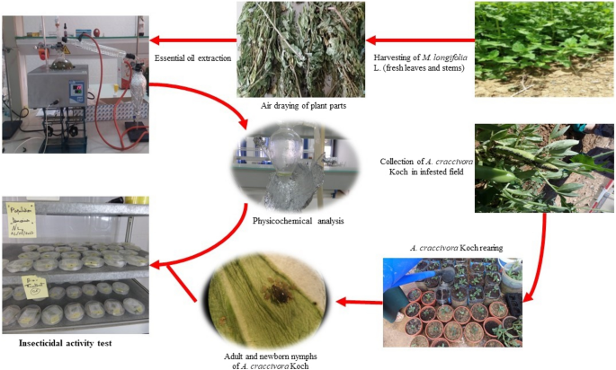 Ovicidal and repellent activities of several plant essential oils against  Periplaneta americana L. and enhanced activities from their combined  formulation