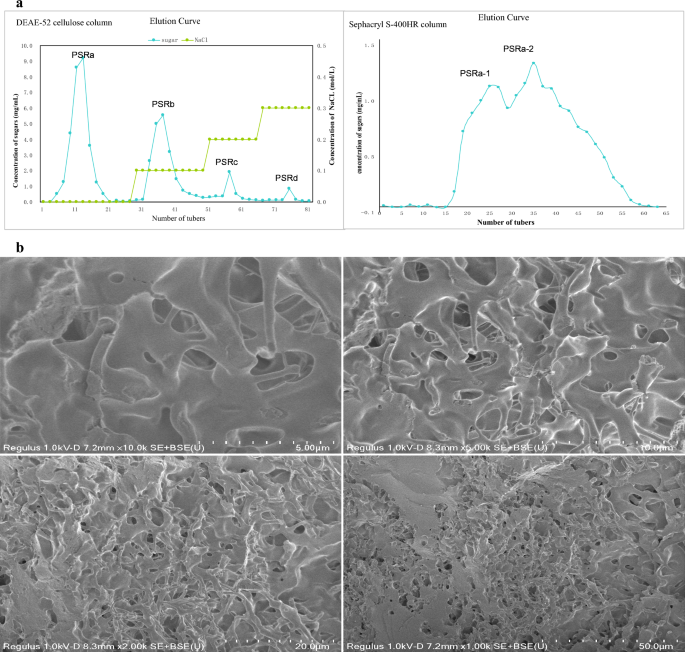 Structural Characterization and Immunostimulatory Activity of a Homogeneous  Polysaccharide from Sinonovacula constricta