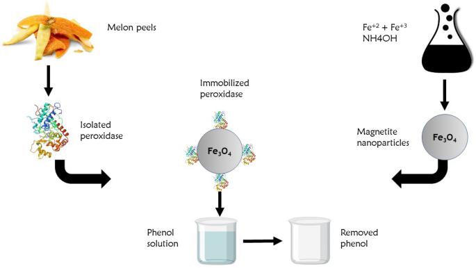 Characterization and immune regulation role of an immobilization