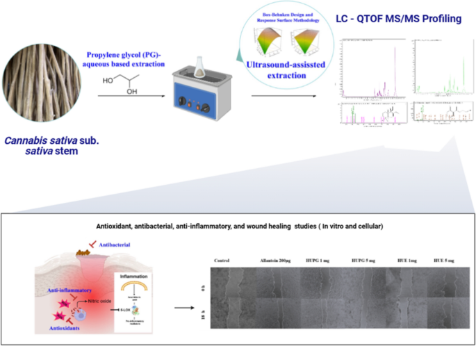 Propylene glycol-based green extraction of polyphenols from industrial hemp  stems: process optimization and bioactivity assessment | Chemical and  Biological Technologies in Agriculture | Springer Nature Link