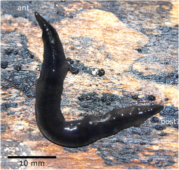 Two new species of Neotropical land flatworms (Platyhelminthes