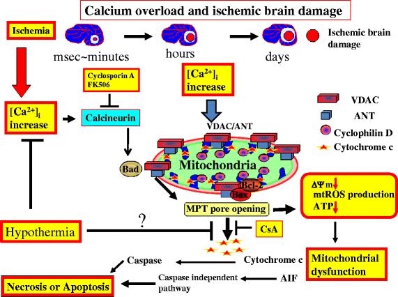 Brain Hypoxia Is Associated With Neuroglial Injury in Humans Post–Cardiac  Arrest