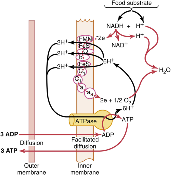 increase oxygen in blood with glutathione Frontiers Biological effects of the oxygen