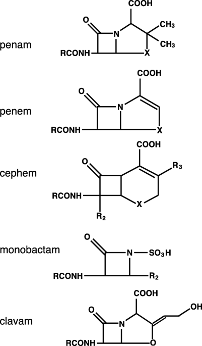 DOC) The Chemical Structure of β-Lactam Antibiotics | Martin McGuire -  Academia.edu