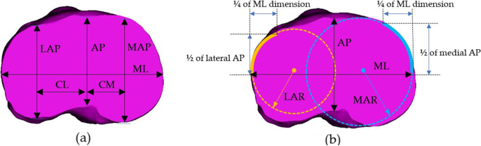 Distribution of sizes at maturity (tibia–patella length = TPL) in