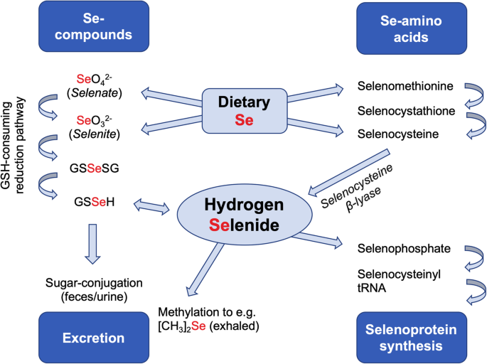 glutathione peroxidase selenium Selenium and hydrogen selenide: essential micronutrient and the fourth  gasotransmitter? | Intensive Care Medicine Experimental