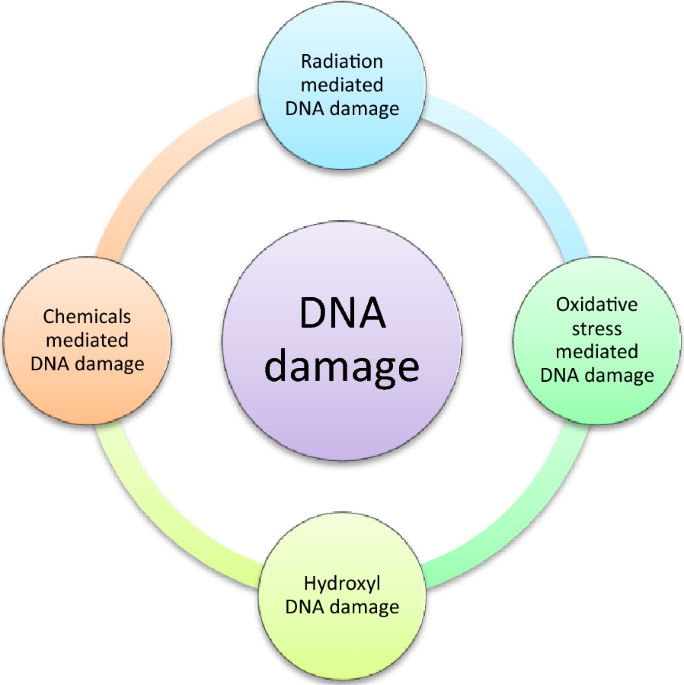 glutathione supports dna repair damage protection: an excellent application of bioactive compounds | Bioresources and Bioprocessing KAL, L-Glutathione SR, 500