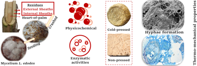 Fungal Mycelium Bio-Composite Acts as a CO2-Sink Building Material with Low  Embodied Energy