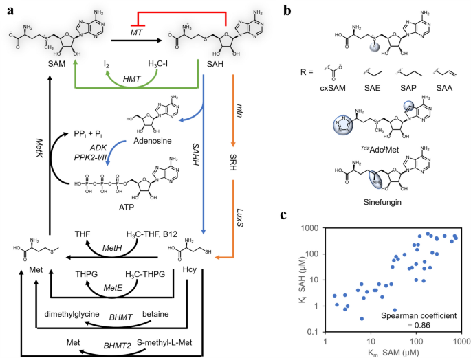 S-Adenosyl-L-Methionine (SAMe): In Depth